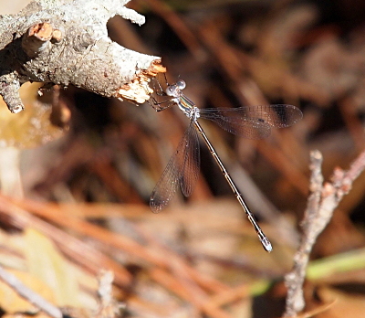 [A damselfly holds a piece of broken branch. Its wings are spread to the side of its body rather than together over it. The psterostigma on its wings are black. Its body seems to have a black stripe along the top and black marks at the intersection of each section of its body. The legs are black and the eyes are light grey and black. It has some black stripes on its thorax as well as one rusty-orange colored one.]
